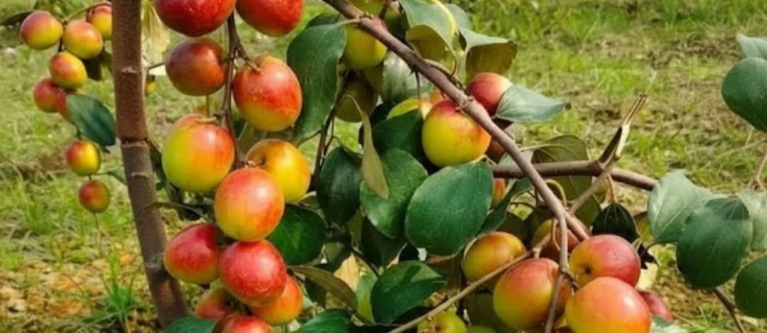 Apple Masan Plants